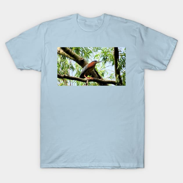 Green Heron-2 T-Shirt by MaryLinH